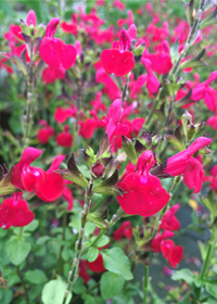 Salvia microphylla 'Free Speech'